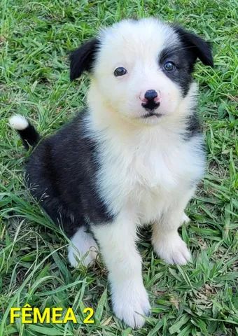 Border Collie Pedigree Cbkc Filhotes Alta Linhagem