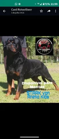 Rottwaeller  - Foto 5