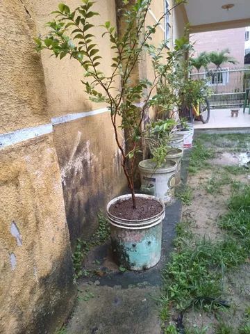 Vendo mudas de jabuticaba 