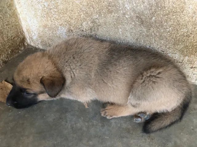 Filhotes de Pastor Malinois - Divinópolis/Belo Horizonte  - Foto 5