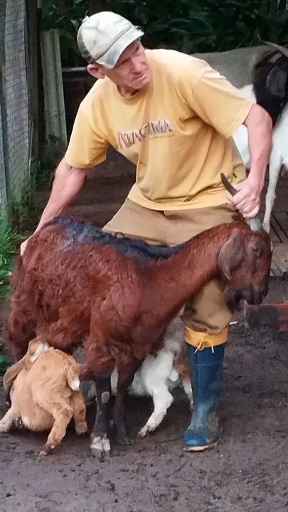 Cabras e Bodes - filhotes e adultos 