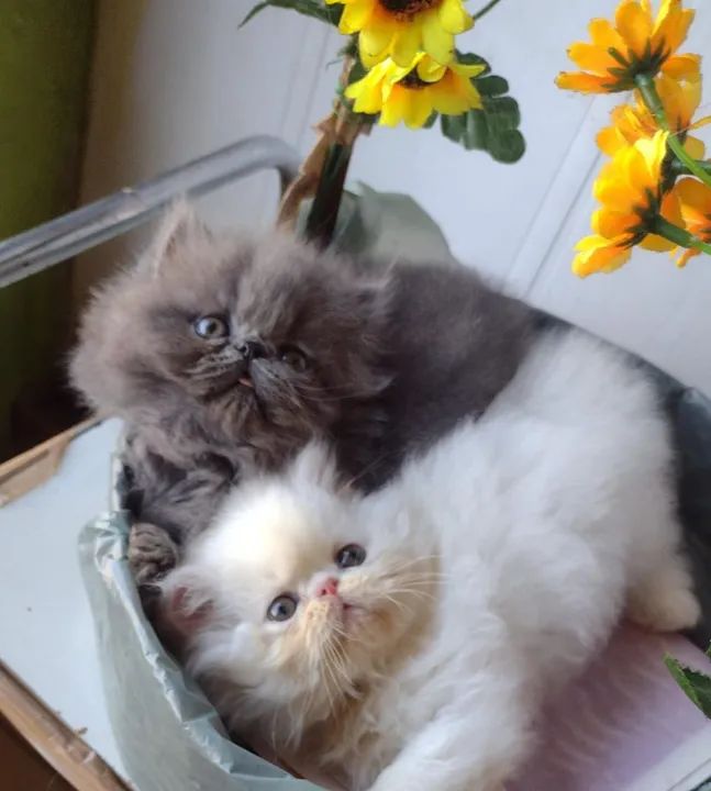 Persa Red macho - Foto 5