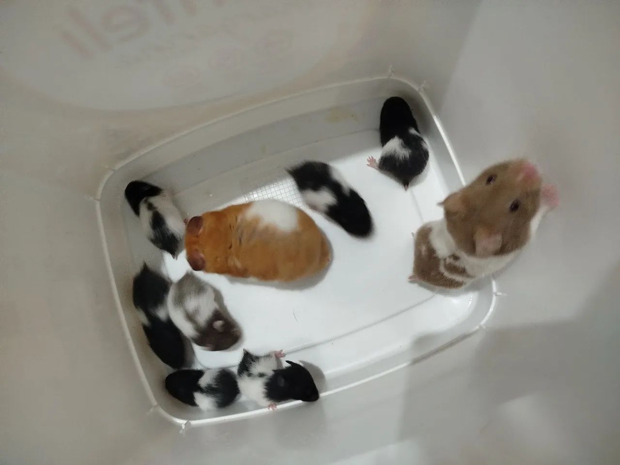 Filhotes de hamister sírio  - Foto 2