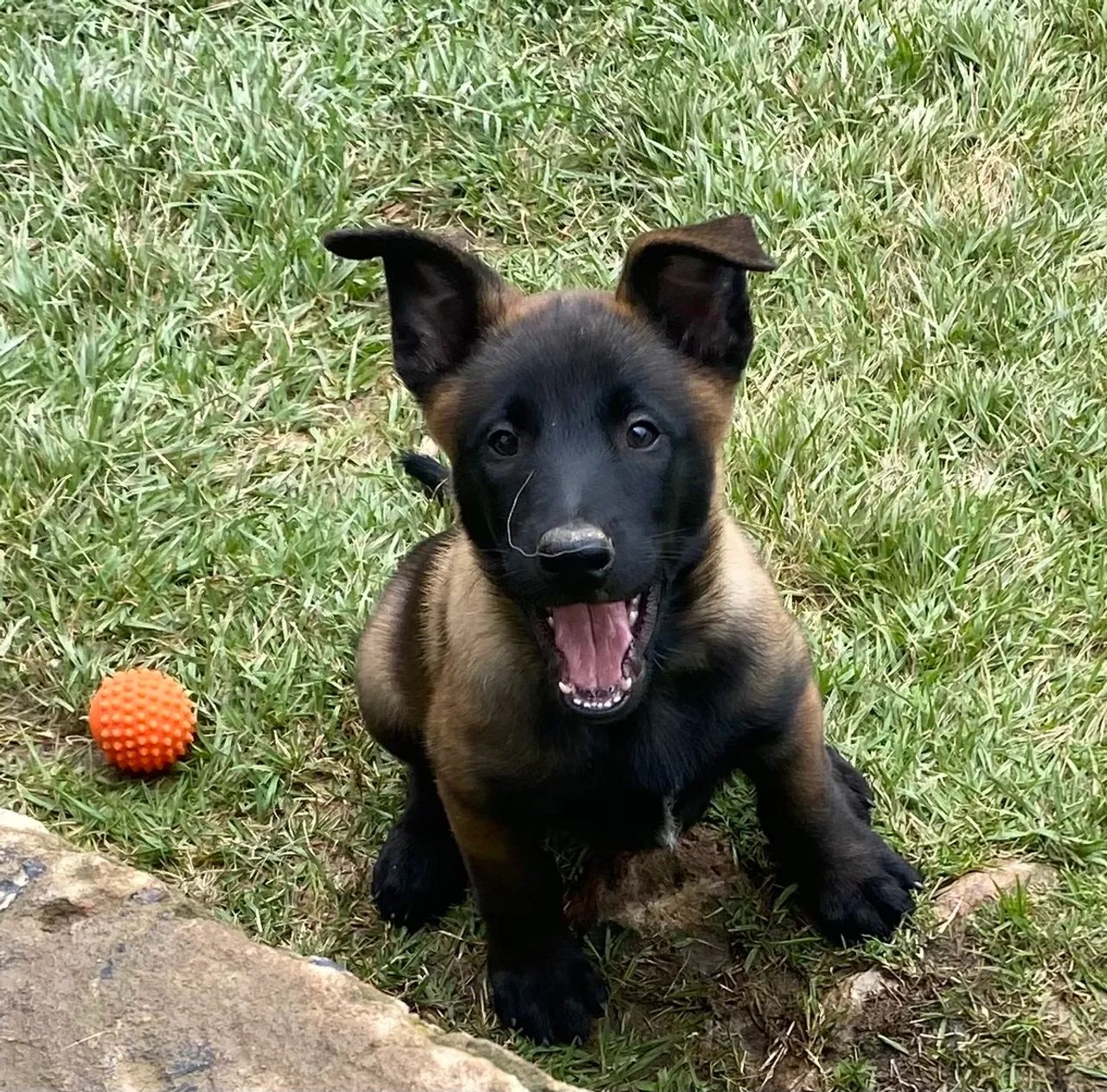PASTOR BELGA MALINOIS - Foto 4