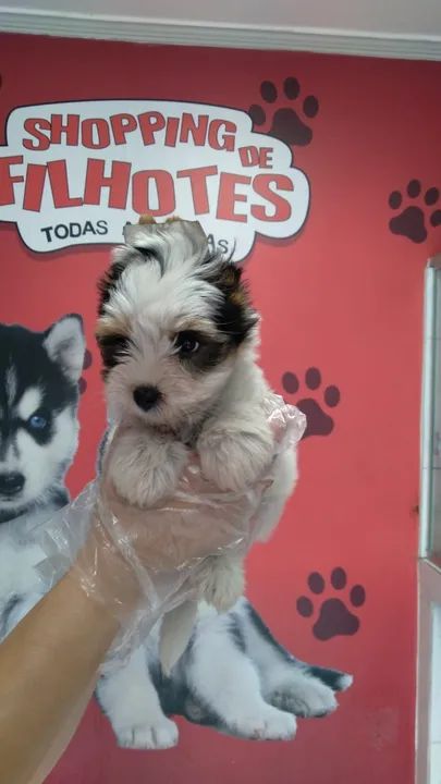 Biewer Terrier Minha bolinha de pelos favorita!