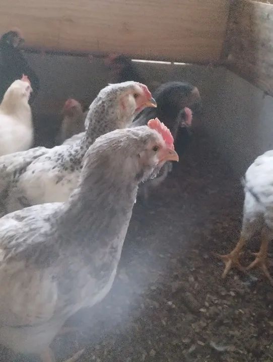 Galinhas caipira e galinhas sertanejo balão - Foto 3