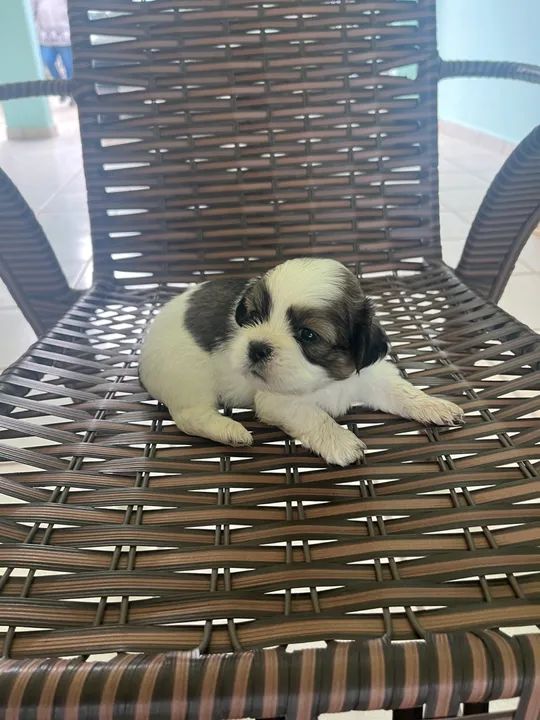 Filhote de Shih Tzu - Foto 2