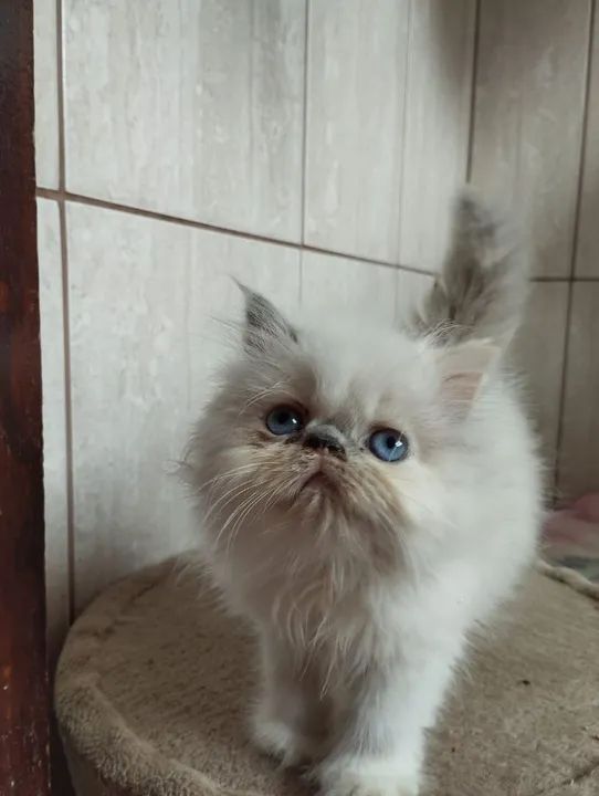 Gatinho Persa - Foto 2