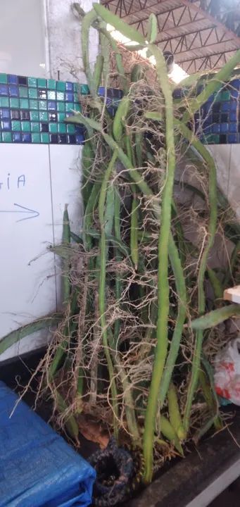 Muda de PITAIA - Foto 3