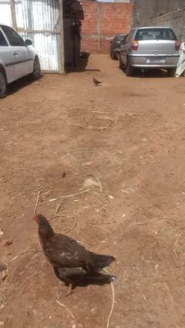 Terreno à venda, Jardim Lagoa Nova - Limeira/SP - Foto 3