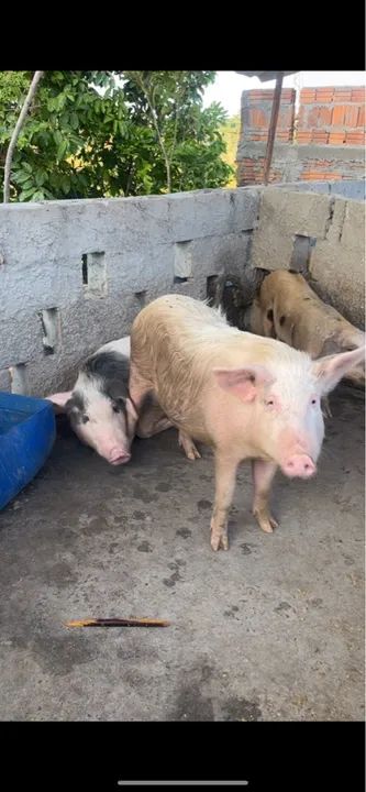 Venda de suíno  - Foto 3