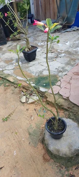 Vende-se mudas de rosas do deserto ?  - Foto 6