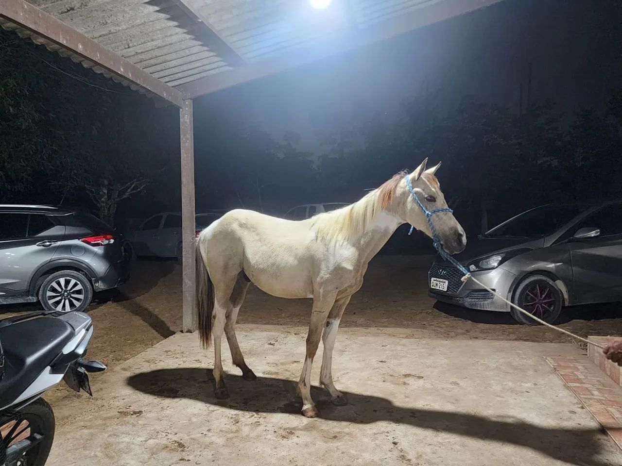 Vários cavalos, potros e éguas a venda no precinho  - Foto 2