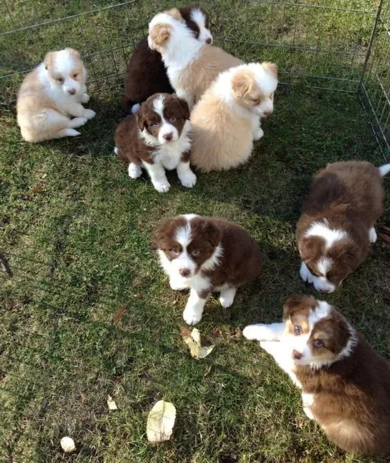 Border Collie  - 8 Disponível 