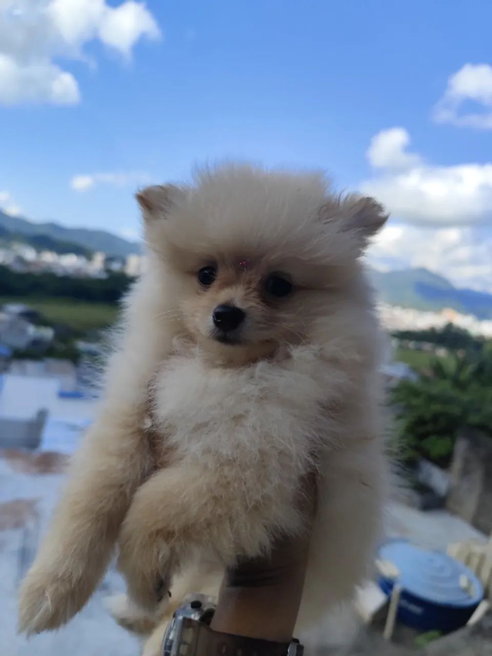 Lulu da Pomerânia mini-anão  - Foto 3