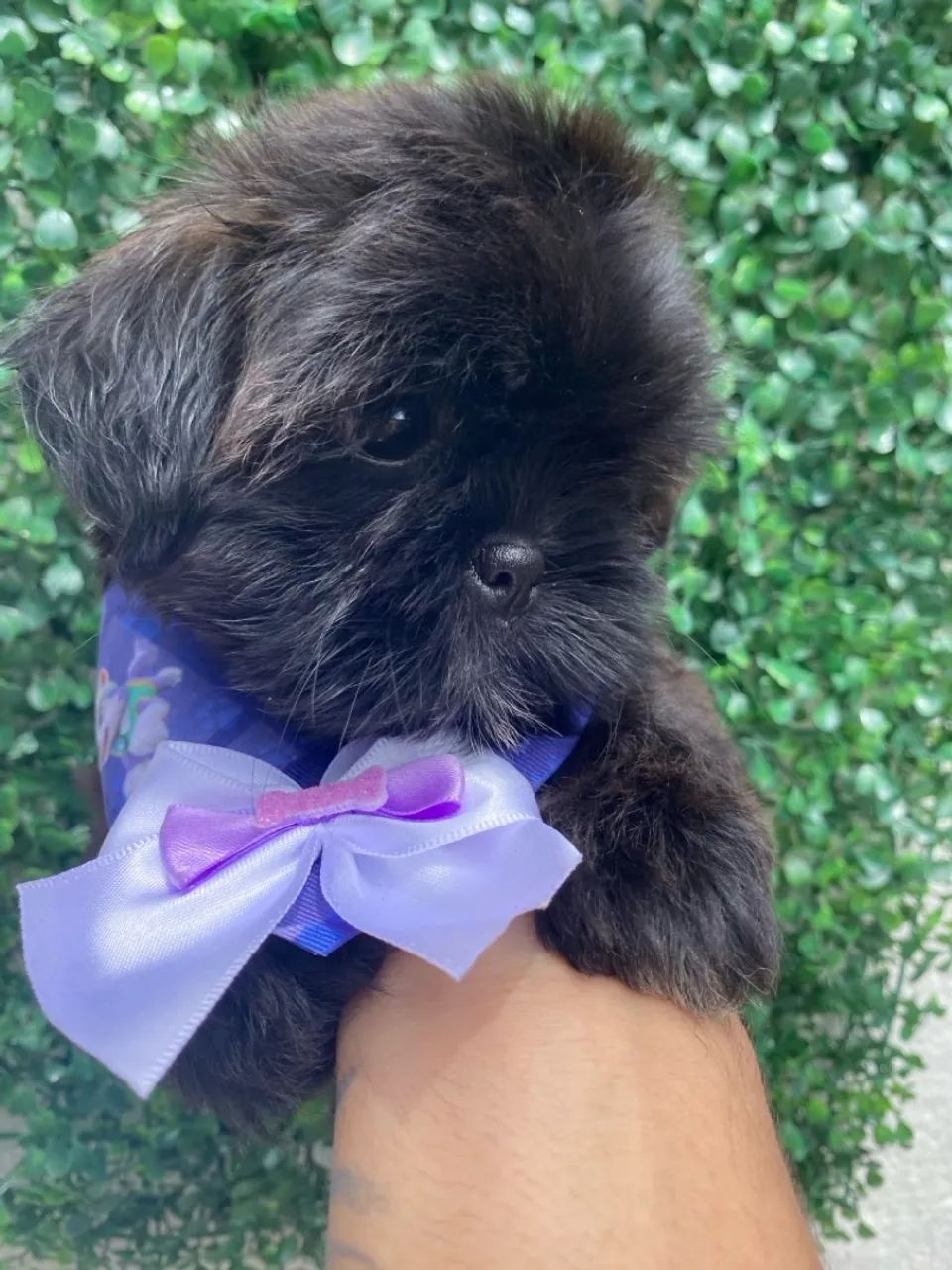 Filhotes Shih Tzu fêmeas - Lindíssima! Cor rara - Foto 5