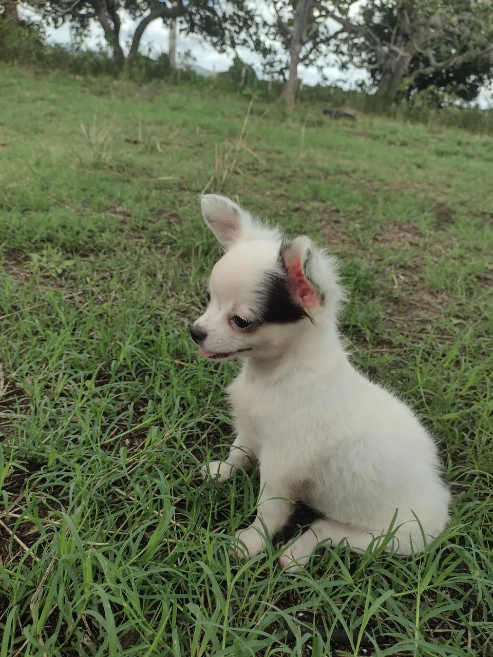 Chihuahua filhote c/ pedigree CBkC disponível para adoção!