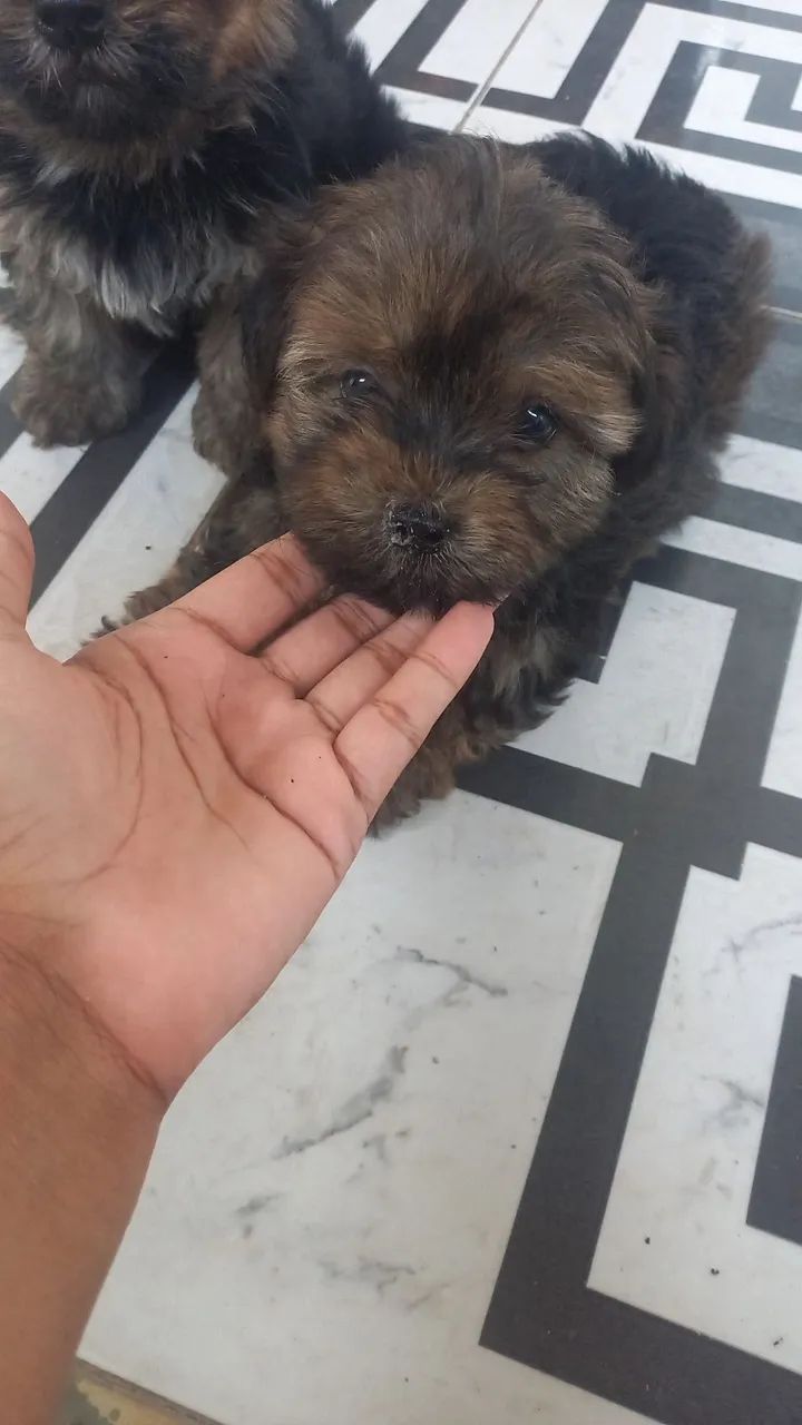 Filhote de Yorkshire  - Foto 2