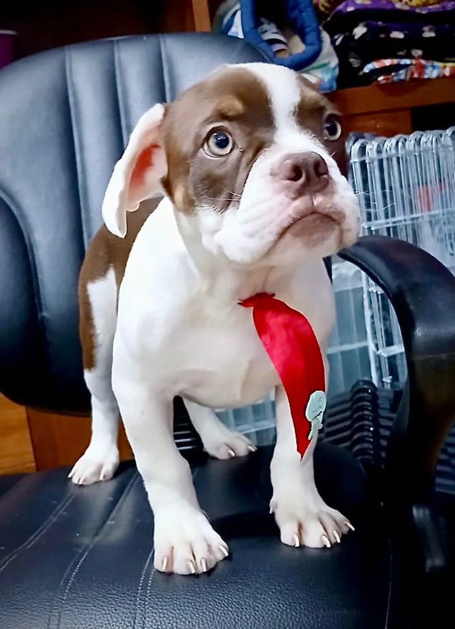 Filhote de American bully
