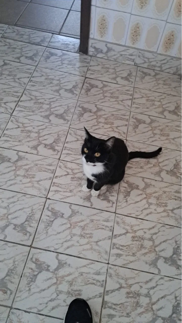 Gatinho preto e branco para adoção