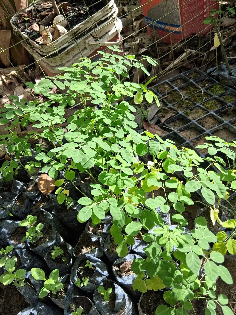 Moringa Oleífera - Mudas para Plantio - Foto 4