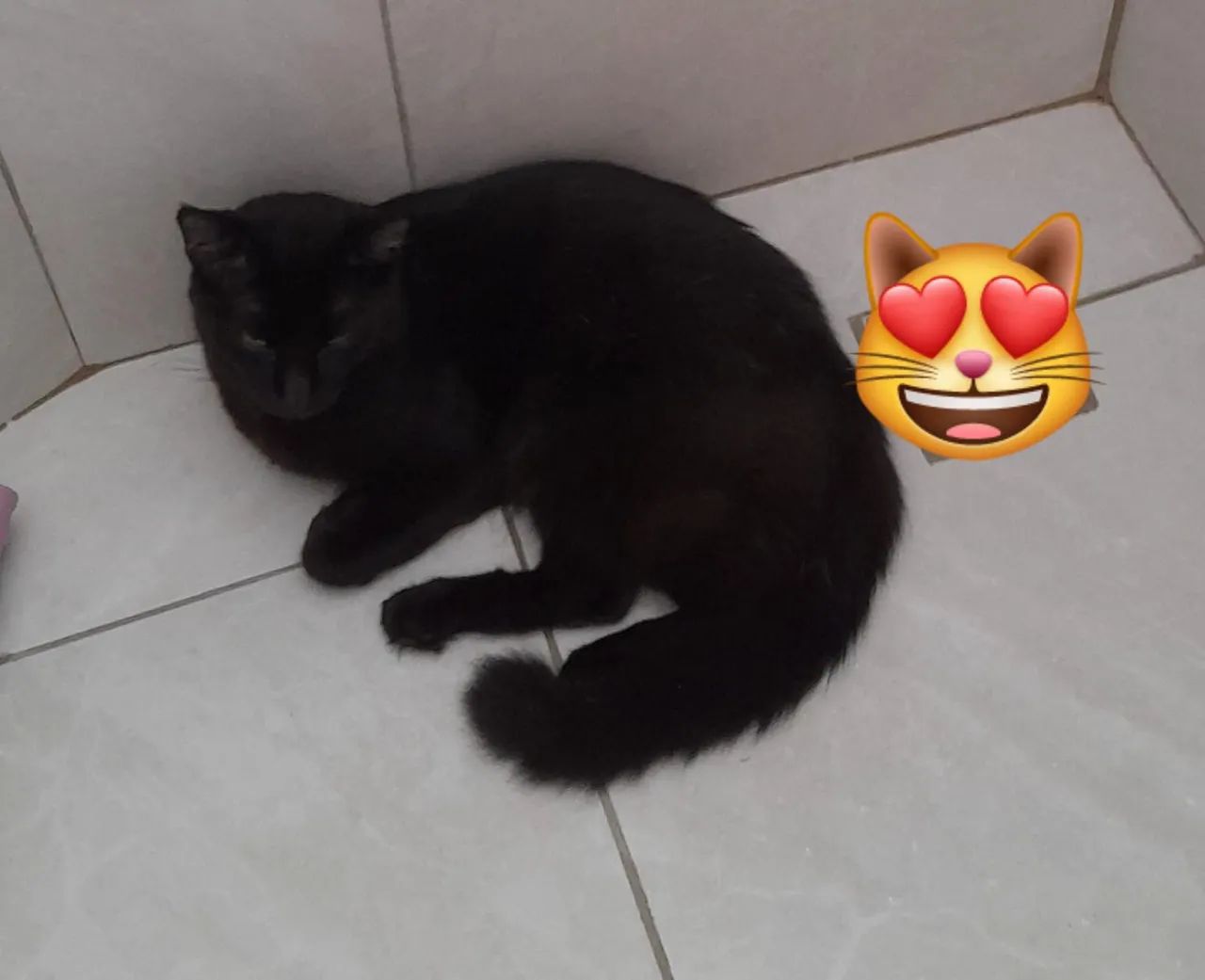 Gatinho lindo e brincalhão para adoção - Foto 2