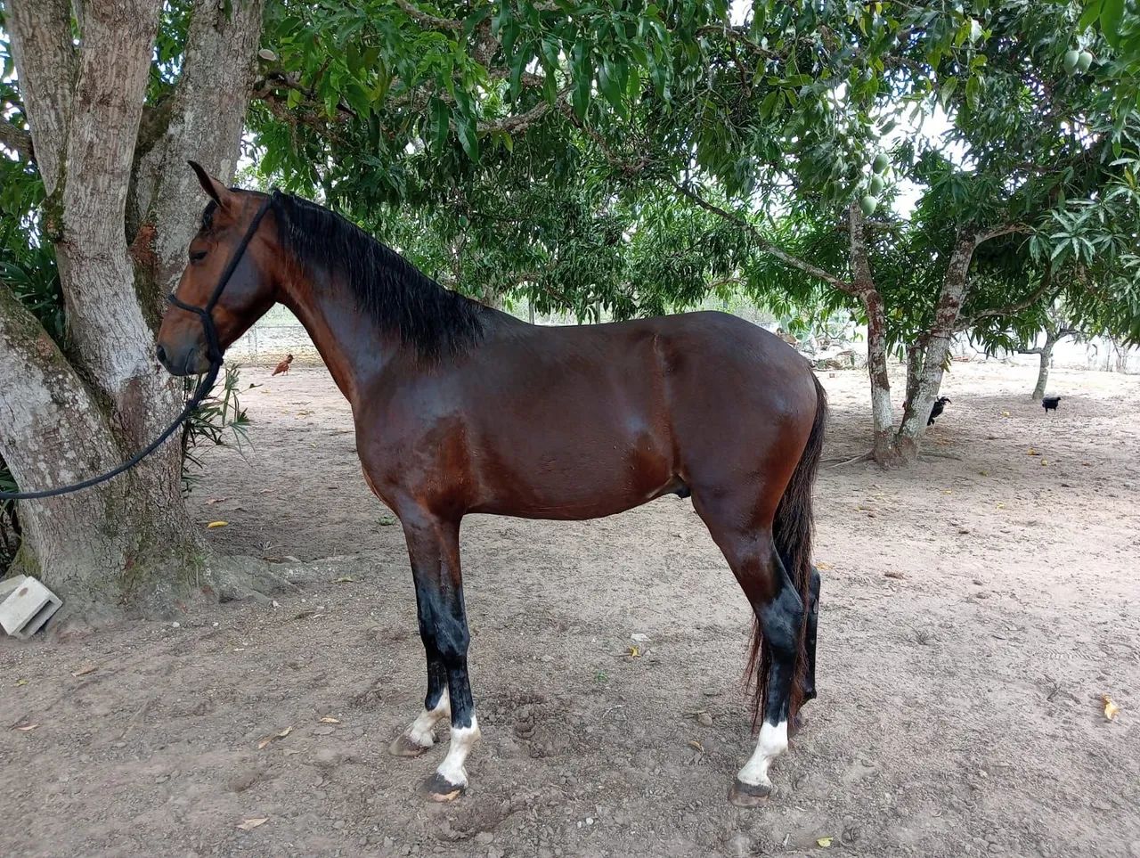 Cavalo Mangalarga Marchador - Foto 2