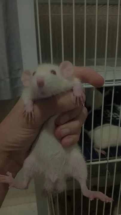 FILHOTES DE RATO TIWSTER  - Foto 5