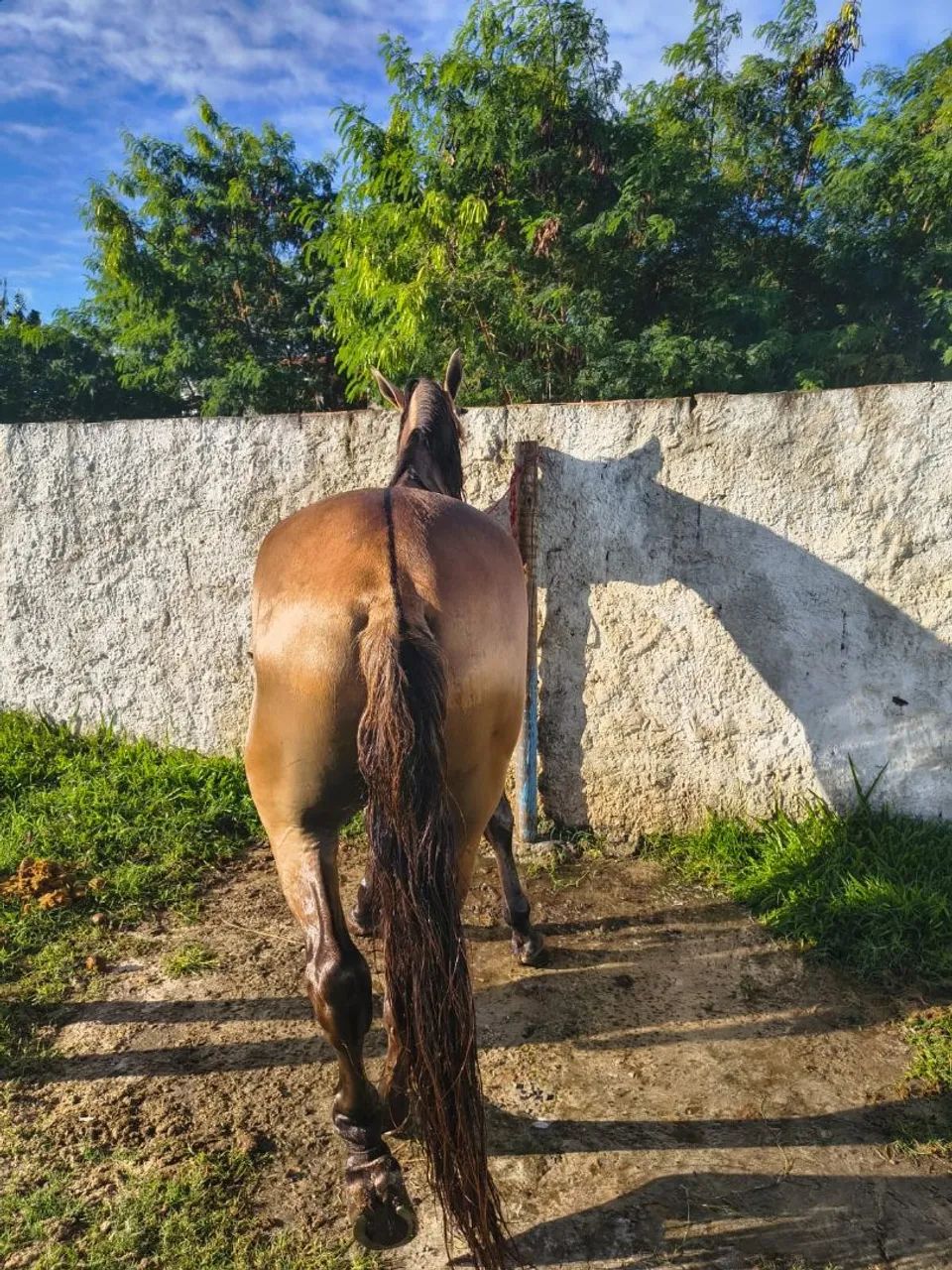 Cavalo Baio de Picado  - Foto 5