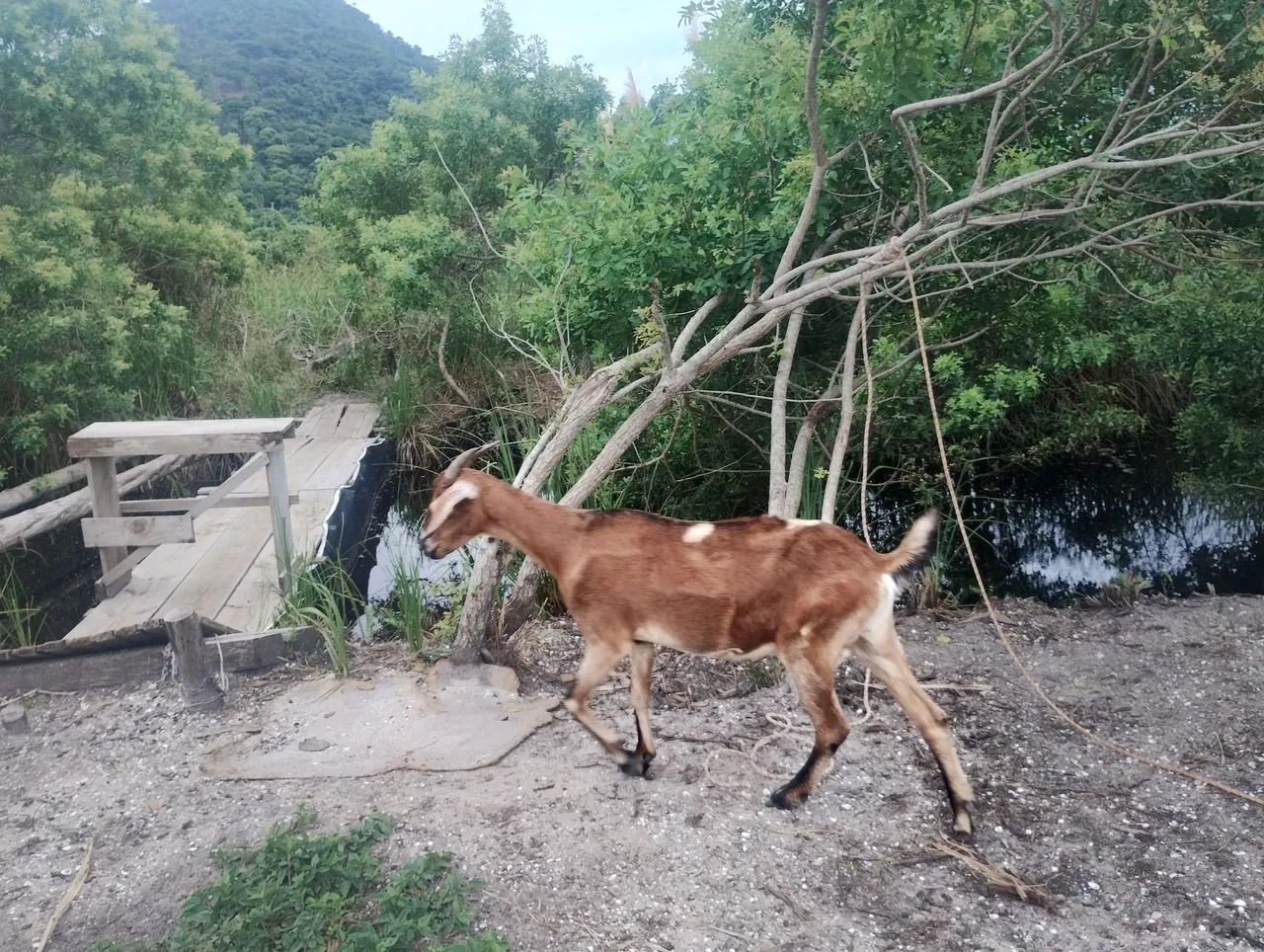 Cabras para venda - Foto 2