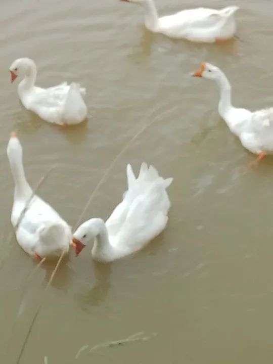 Ganso sinaleiro chinês  - Foto 4