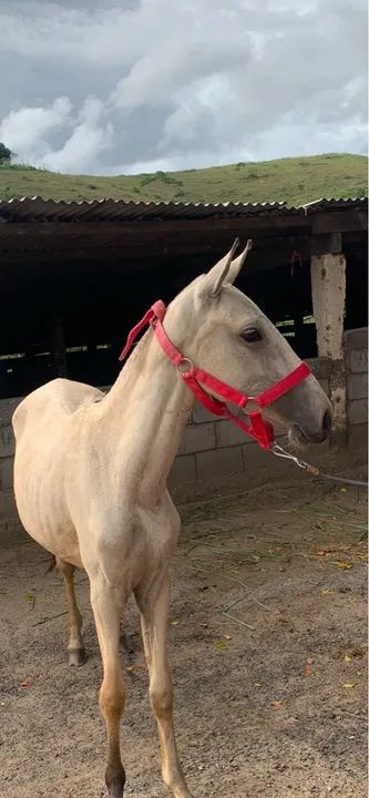 Égua potra  - Foto 4