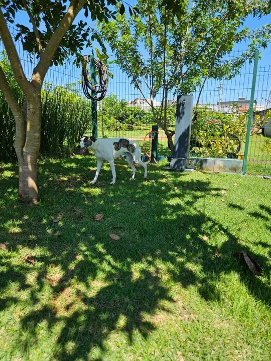 Cachorro Whippet fêmea - Foto 6