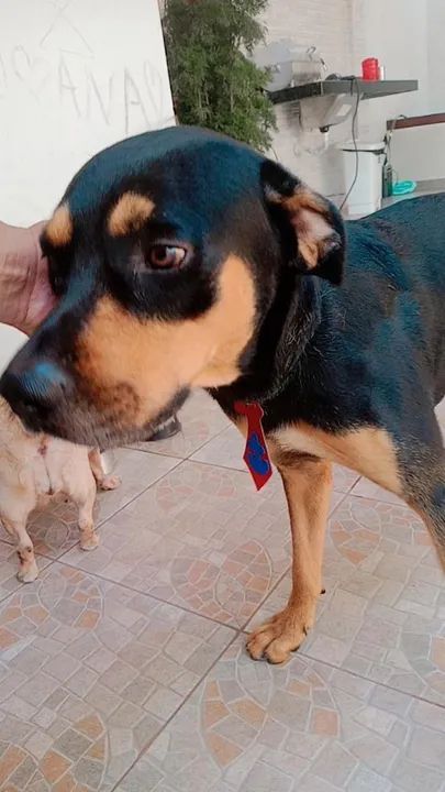 Banho e tosa em domicílio em Santarém  - Foto 3