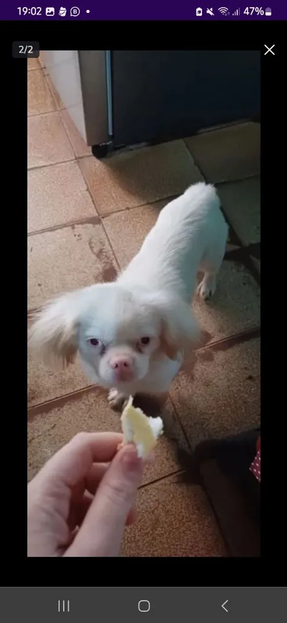 Macho pequenes albino atrás de namorada tbm albina