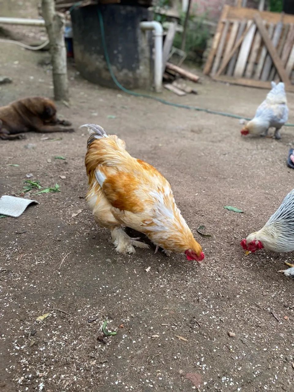 Casal Brahma Lemon - Foto 2