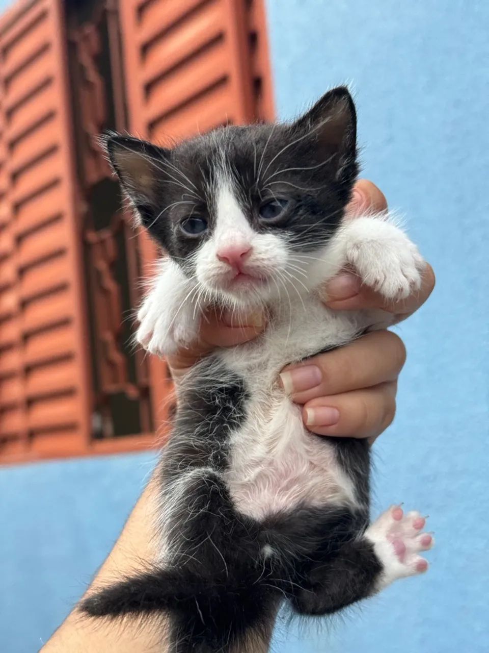 Gatos doação  - Foto 3