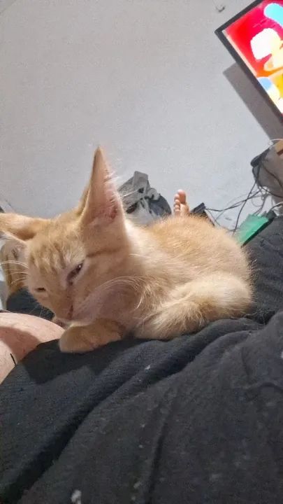 Gato filhote adoção - Foto 2