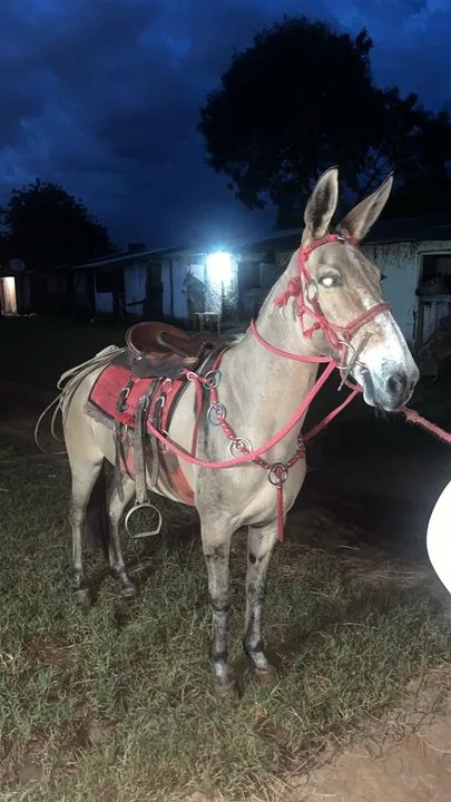 mula mansa de patrão  - Foto 2