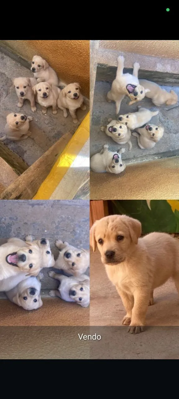 Labrador Retriever