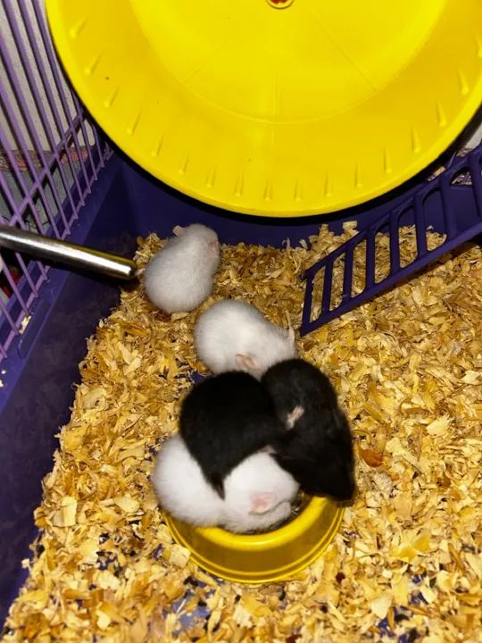 Filhotes de hamster sírio à venda  - Foto 2