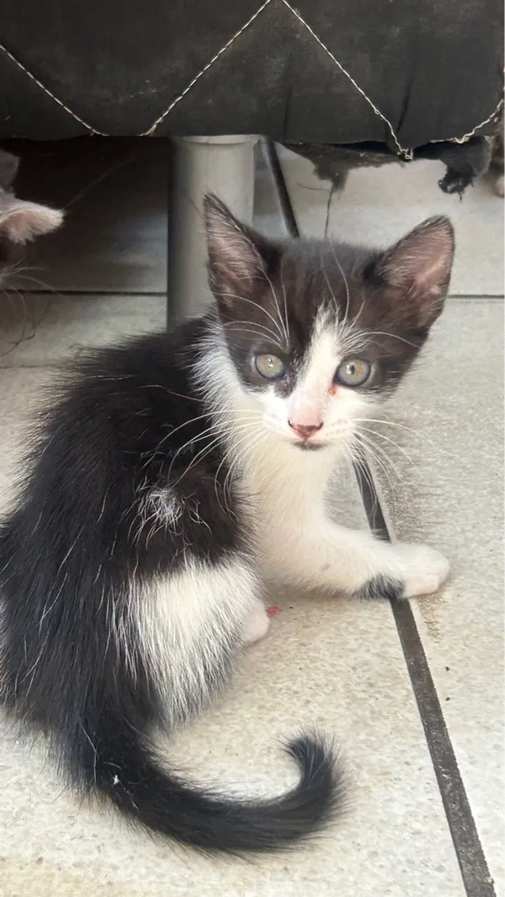 Doação de gatos
