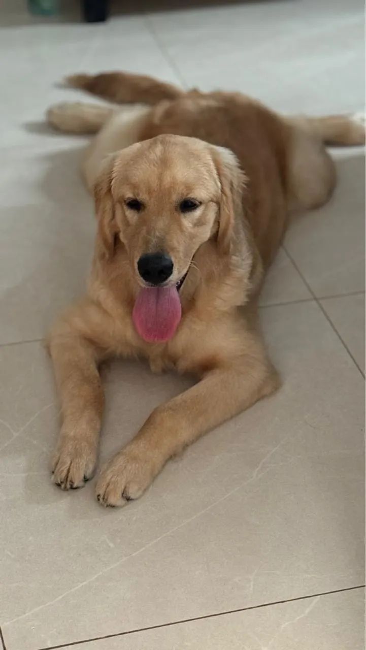 Golden Retriever adorável