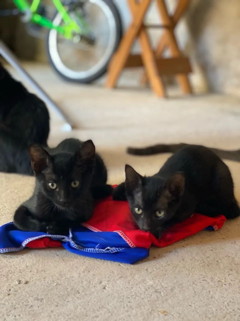 Gatinhos pretos para adoção - Foto 3