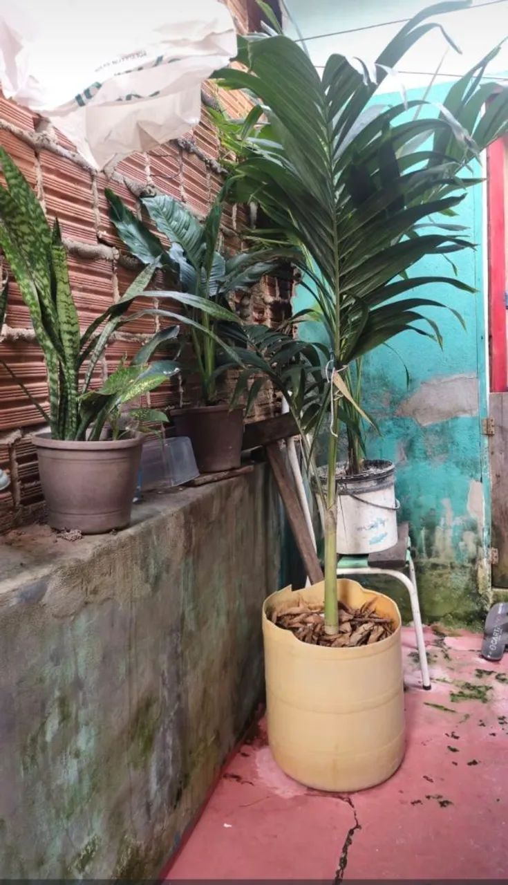 Palmeiras ? 64299777400065120