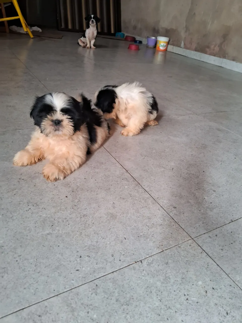 Filhotes Shih Tzu Lindos e Carinhosos