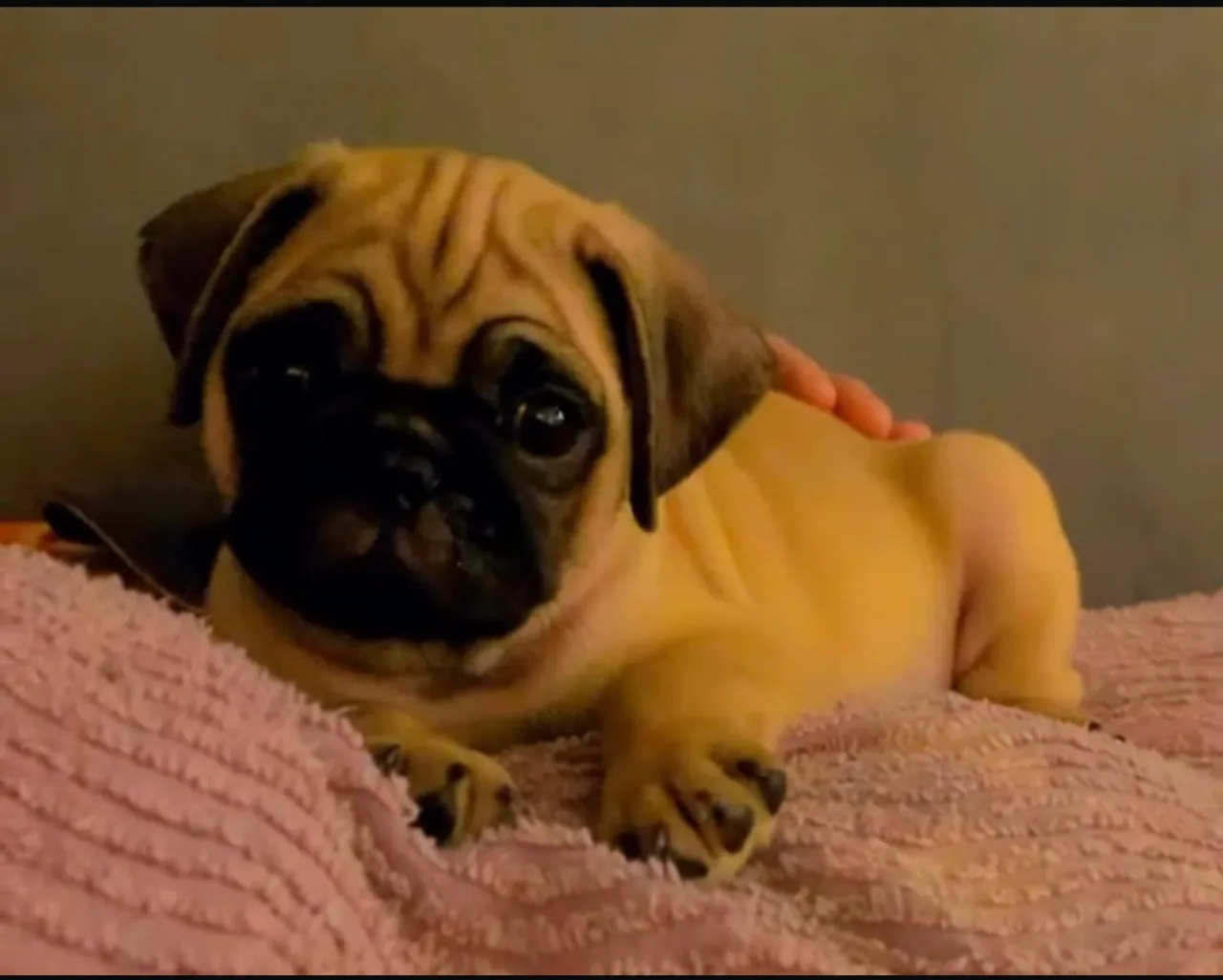 Pug