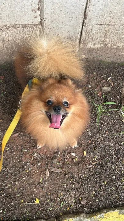 Spitz Alemão p/ cruz4r 