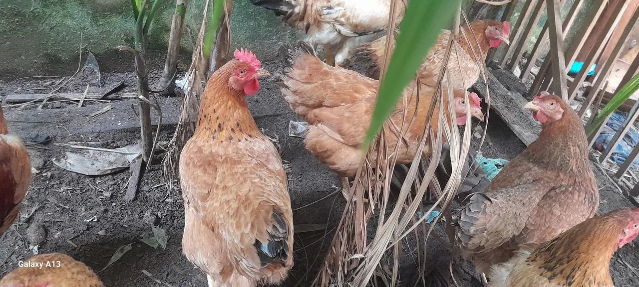 Vendo. Galinhas.  - Foto 3