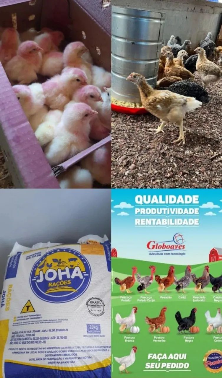 Frangas frangos pintos galinhas da angola vacinados pura raça  - Foto 2